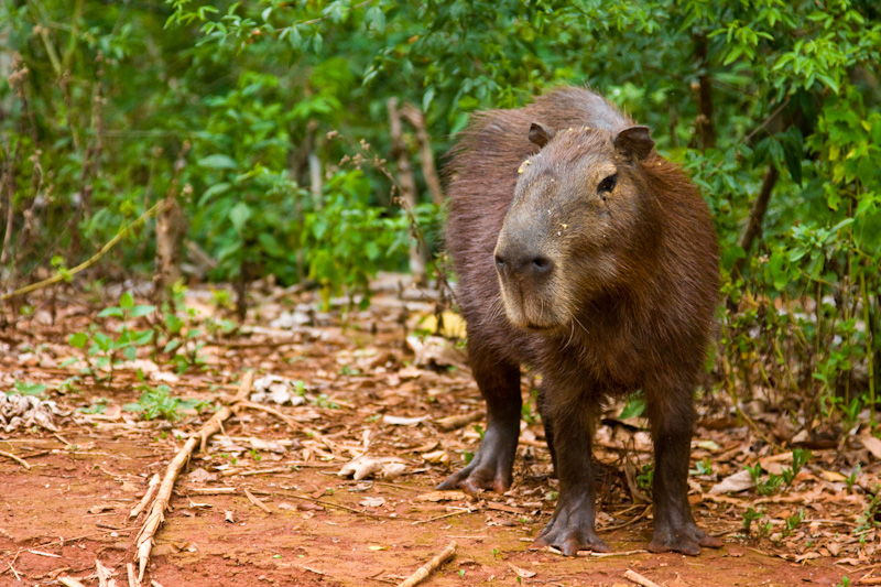 Capybara